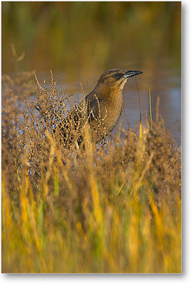 GrackleBoat-tailedFemale_Chincoteague_E0K8554