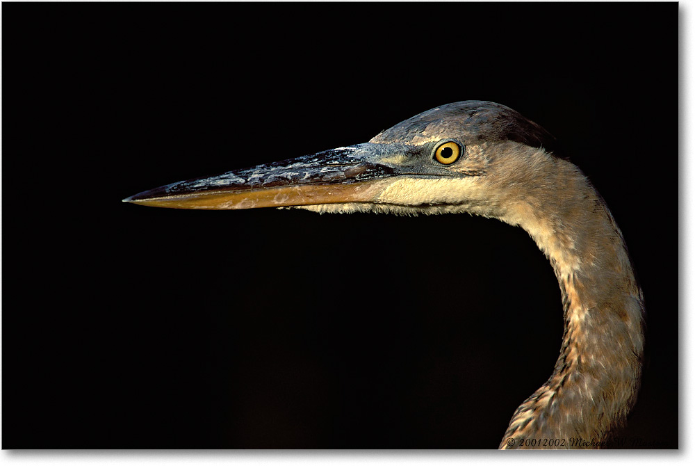 GreatBlueHeron 004-17H-p 0110 3-1200-V1 MI-8.0-320 copy