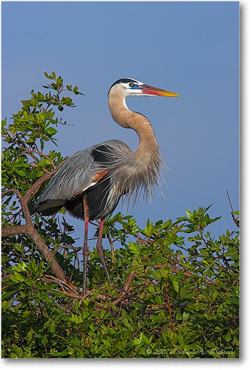 GreatBlueHeron-ChincoNWR-E0K5157