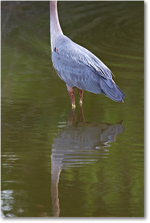 GreatBlueHeron-Chincoteague-2014June_1DXA1167 copy