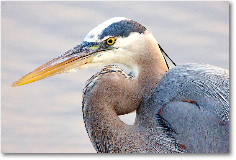 GreatBlueHeron-MerrittNWR-2011Feb_S3A4630