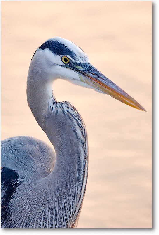 GreatBlueHeron-MerrittNWR-2011Feb_S3A4653