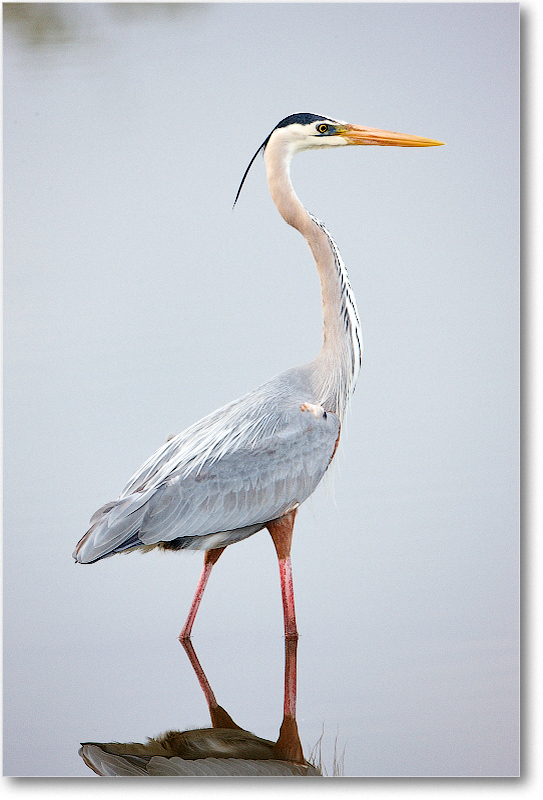 GreatBlueHeron-MerrittNWR-2011Feb_S3A4736