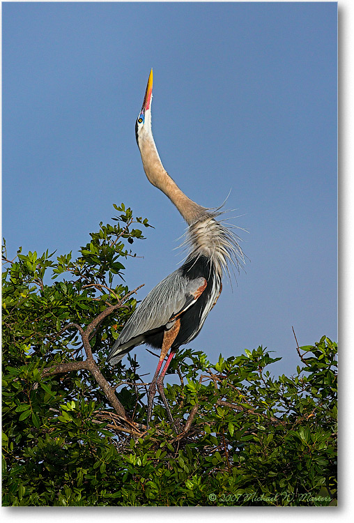 GreatBlueHeronDisplaying-ChincoNWR-E0K5133