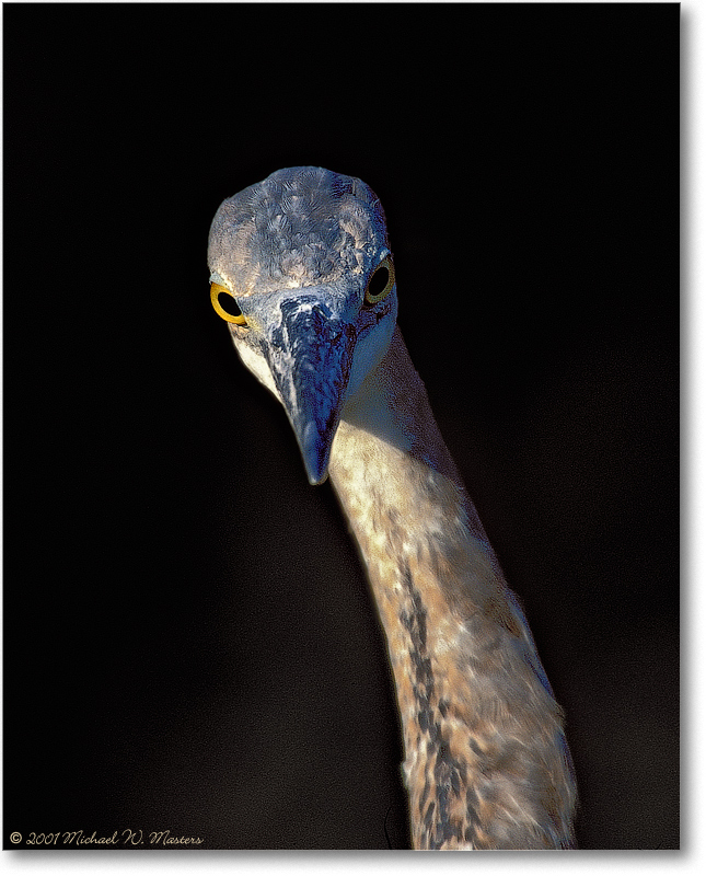 GreatBlueHeronHead-ChincoNWR-2001Oct_007-34H-V1