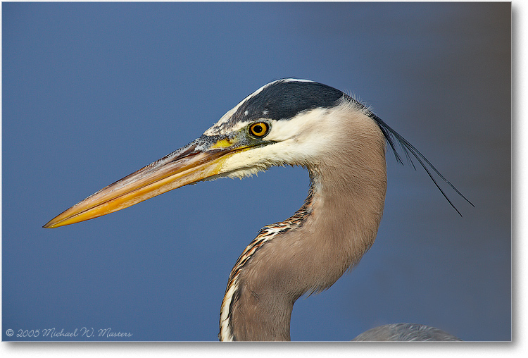 GreatBlueHeronPortrait-ChincoNWR-E0K2014