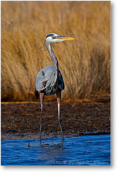 GreatBlueHeronWatching -hincoNWR-E0K7905