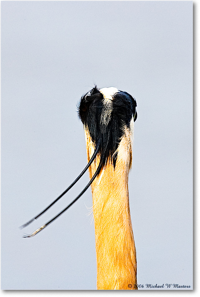GreatBlueHeron_ChincoNWR-wll_2006Mar_E0K7764 copy