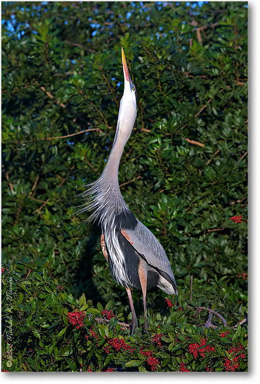 GreatBlueHeron_VeniceFL_08Jan_1Ds2_E0K6859