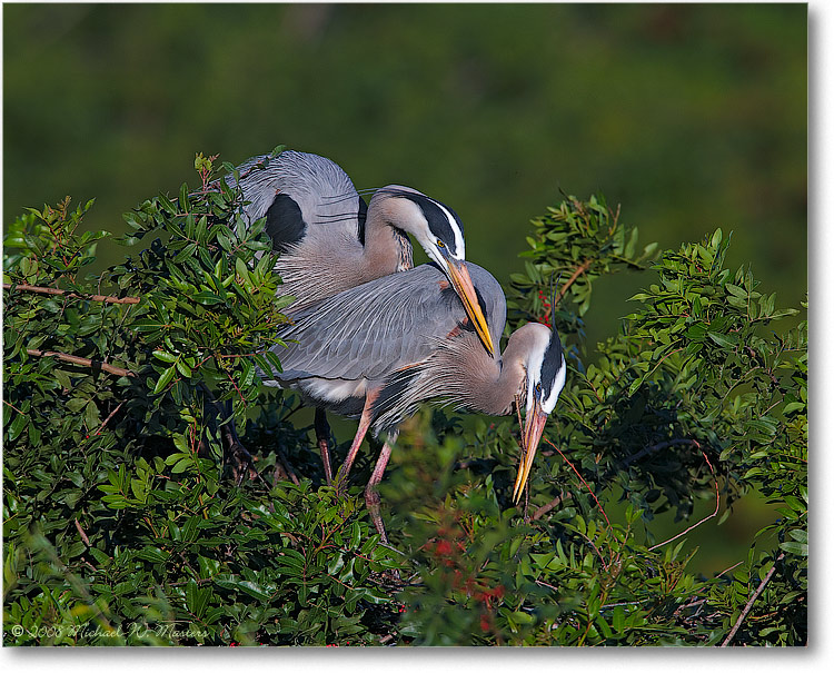 GreatBlueHeron_VeniceFL_08Jan_1Ds2_E0K6923