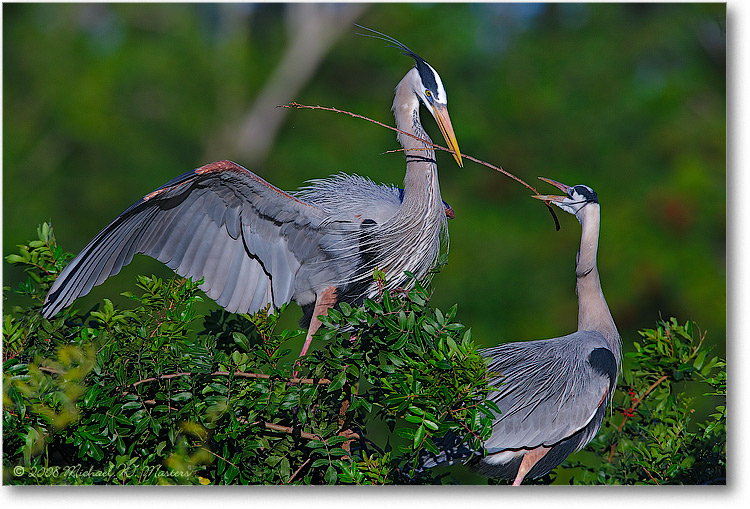 GreatBlueHeron_VeniceFL_08Jan_1Ds2_E0K6945
