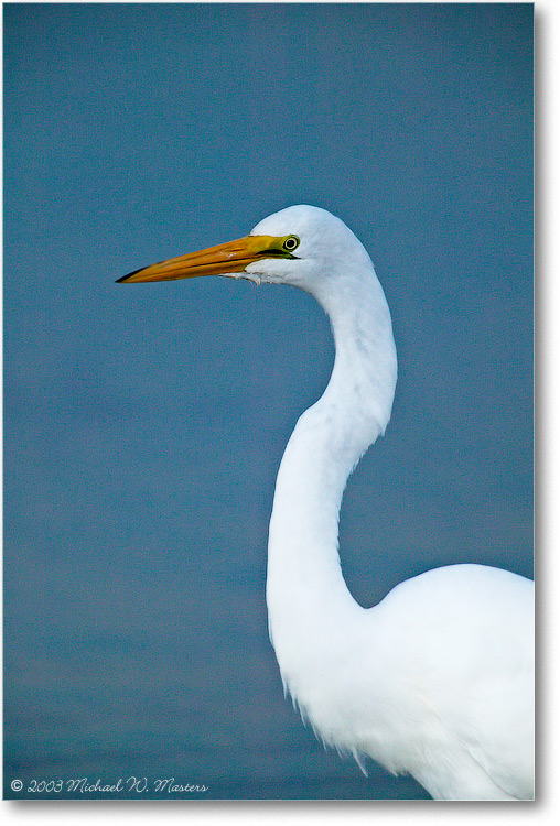 GreatEgret-ChincoNWR-1FFT2978