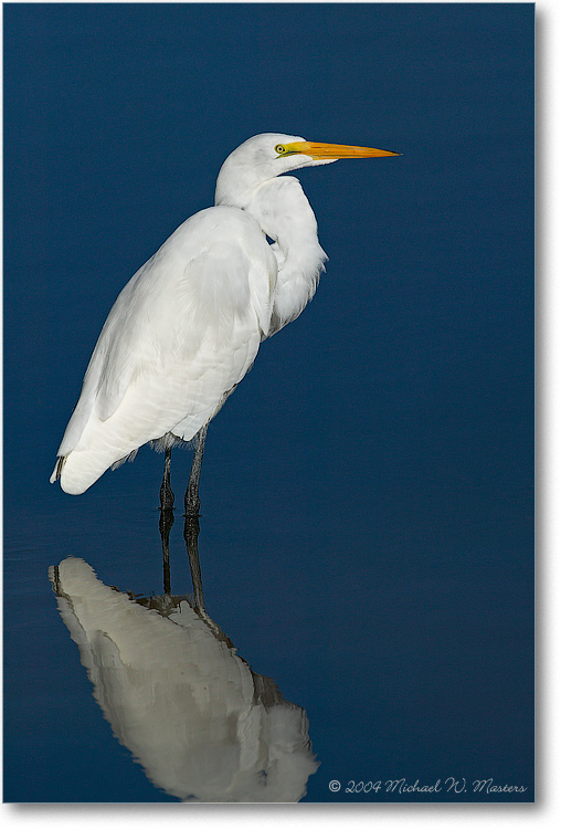 GreatEgret-ChincoNWR-1FFT6367