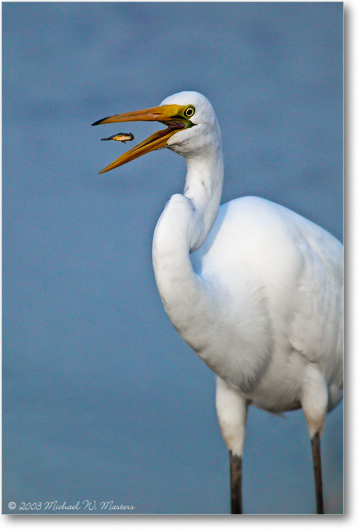 GreatEgret-w-Fish-1FFT2934(CenterFish)