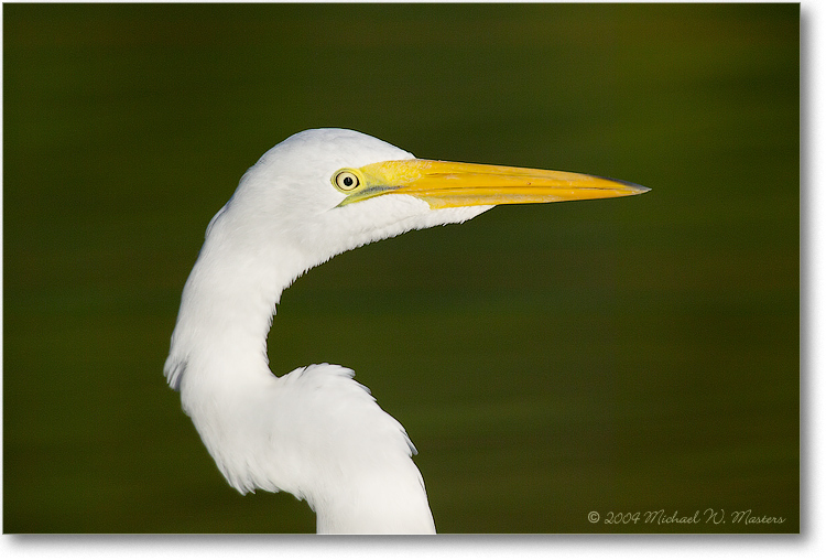 GreatEgretPortrait-ChincoNWR-1FFT6584