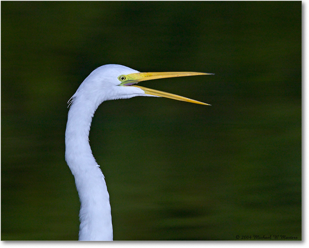GreatEgret_ChincoNWR_2004Oct1_FFT6701 copy