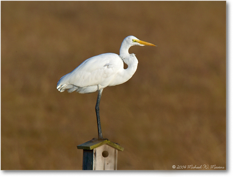 GreatEgret_ChincoNWR_2004Oct_1FFT6263
