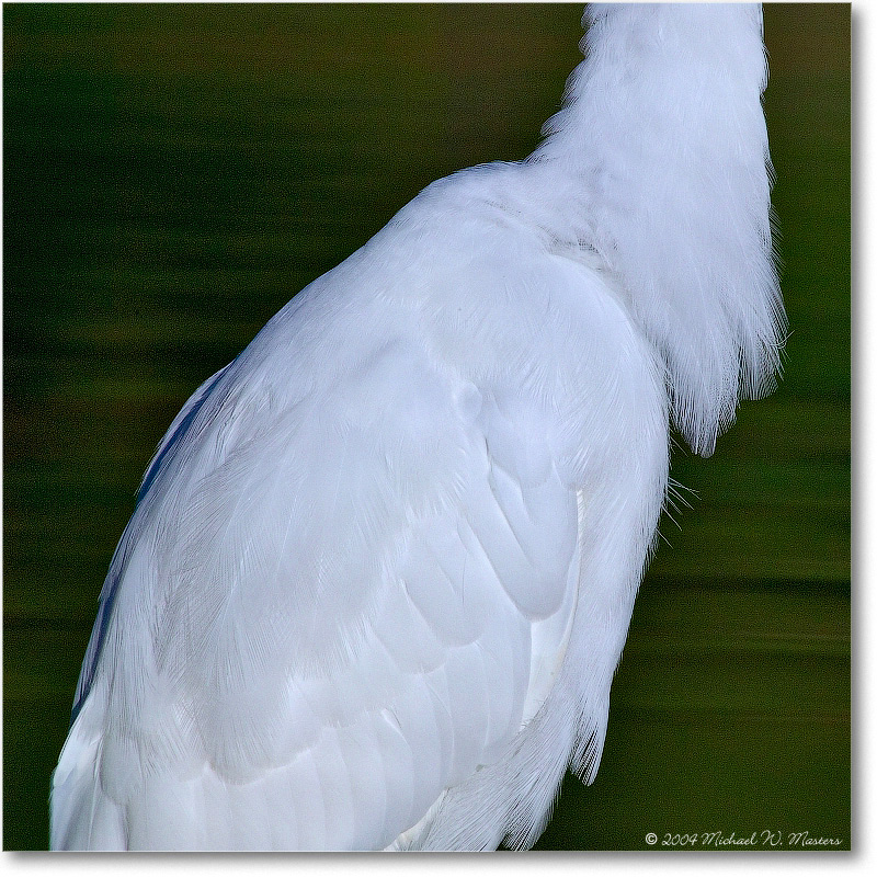 GreatEgret_ChincoNWR_2004Oct_1FFT6635