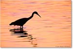EgretOrangePreDawn_ChincoNWR_2001Jun_F11 copy