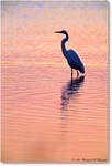EgretPreDawn_ChincoNWR_2001Oct_F06 copy