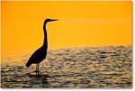 EgretPreDawn_ChincoNWR_2001Oct_F29 copy