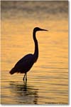 Great Egret Silhouette 001-34V-p 0110 eos3-1200-V1 MS-8-xx-.7 copy