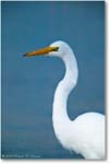 GreatEgret-ChincoNWR-1FFT2978