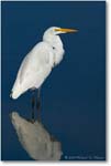 GreatEgret-ChincoNWR-1FFT6367