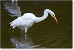 GreatEgret-Chincoteague-2014June_1DXA1129 copy