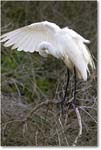 GreatEgret-Chincoteague-2014June_1DXA1188 copy