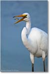 GreatEgret-w-Fish-1FFT2934(CenterFish)