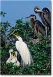 GreatEgretChicks-VeniceFL-2000Mar-26H21