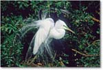 GreatEgretDisplay-VeniceFL-2000Mar-18H21