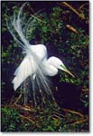 GreatEgretDisplay-VeniceFL-2000Mar-3H21