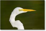 GreatEgretPortrait-ChincoNWR-1FFT6584