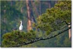 GreatEgretTricolorHeron_ChincoNWR_2018Jun_3DXA1128 copy