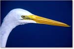 GreatEgret_ChincoNWR-EA_2001Jun_F13 copy