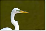 GreatEgret_ChincoNWR-WLL_2004May_1FFT4631 copy