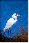 GreatEgret_ChincoNWR_1999Oct_E13b copy