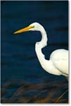 GreatEgret_ChincoNWR_2003Oct_1FFT3220 copy