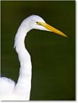GreatEgret_ChincoNWR_2004Oct1_FFT6194 copy