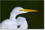 GreatEgret_ChincoNWR_2004Oct1_FFT6581 copy
