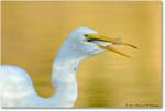 GreatEgret_ChincoNWR_2004Oct1_FFT6625 copy