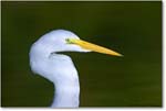 GreatEgret_ChincoNWR_2004Oct1_FFT6666 copy