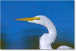 GreatEgret_ChincoNWR_2004Oct1_FFT6671 copy