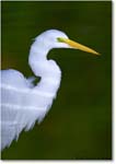 GreatEgret_ChincoNWR_2004Oct1_FFT6684 copy