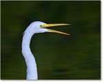GreatEgret_ChincoNWR_2004Oct1_FFT6701 copy