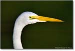 GreatEgret_ChincoNWR_2004Oct_1FFT6178
