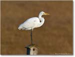 GreatEgret_ChincoNWR_2004Oct_1FFT6263
