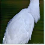GreatEgret_ChincoNWR_2004Oct_1FFT6635